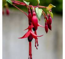 UEO_DSC04430_acr