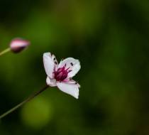 chv-Botanischer-Garten-2
