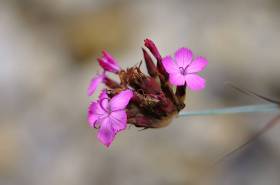 Exkursion Botanischer Garten