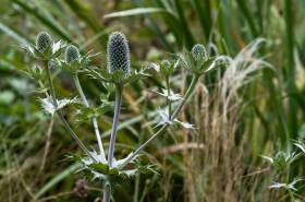 Exkursion Botanischer Garten