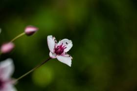 chv-Botanischer-Garten-2