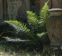 Hasefriedhof_15