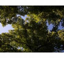 MVE_Hasefriedhof-04