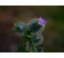 MVE_Hasefriedhof-06