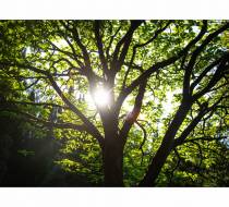 MVE_Hasefriedhof-12