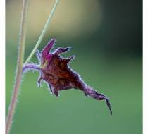 UEO_DSC04138_acr