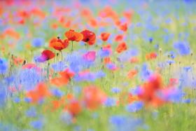 AHE_150615-8527-3c-1