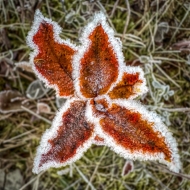 Frozen_01-Kopie
