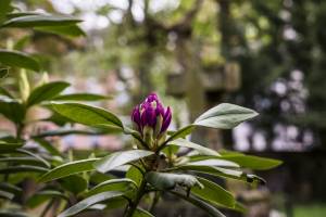 web_HSC_Hasefriedhof (4)_*
