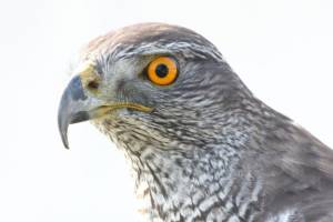 Scharfe Blicke 05