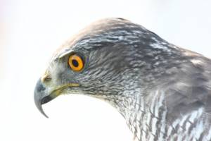 Scharfe Blicke 07