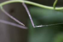 web_Haiku (5)_*