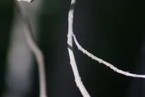 web_Haiku (8)_*