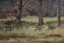 Rehe_#