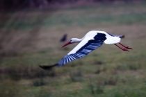 Storch_#