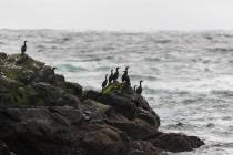 11 - Pazifik bei Tofino