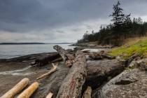 4 - Treibholz in Saltspring Island