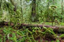 9 - Gemäßigter Regenwald im Cathedral Grove