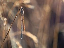 glitzernde_Libelle