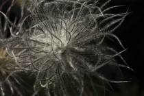 web_die Küchenschelle (11)_*
