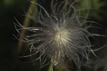 web_die Küchenschelle (15)_*