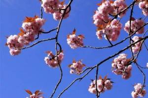 Blau