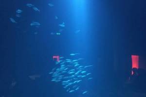 Ozeaneum