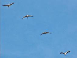Monatsthema Blau