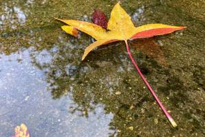 Nach-Sturm-und-Regen_1