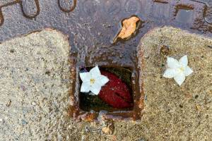 Nach-Sturm-und-Regen_2