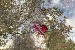 Nach-Sturm-und-Regen_3
