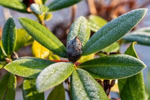 Ein-erster-Winterhauch