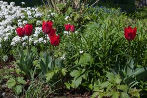 Fruehlingserwachen_1