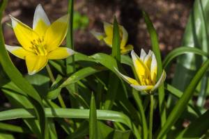 Fruehlingserwachen_2