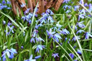 HBE-Fruehling-2