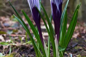 Fruehling_1_Gartenarbeit