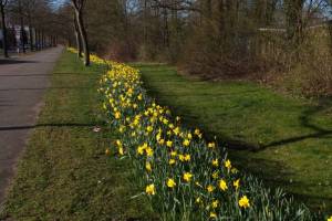 Fruehling_3_Narzissenstrasse