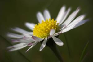 NEM-Fruehling-2