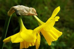 NEM-Fruehling-3