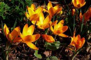 P1080651-HBE_Fruehling