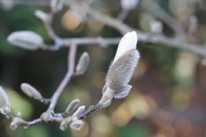 fruehling-1