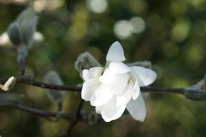 fruehling-2
