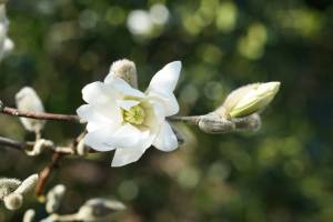 fruehling-3