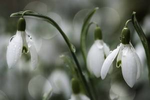 fruehling1