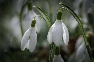 fruehling2