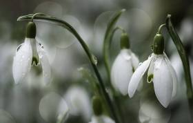 fruehling1