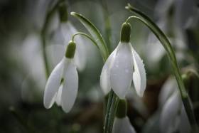 fruehling2