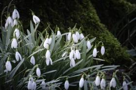fruehling3