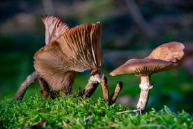 Herbst-06233