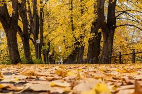 Herbst-1